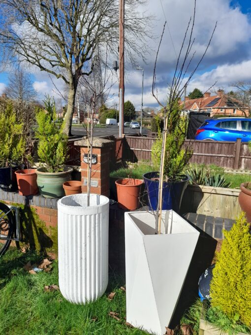 aristotle planter with tree in garden