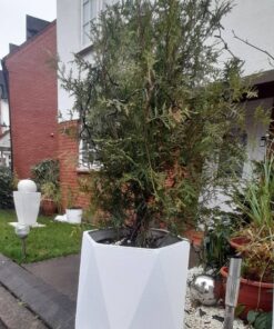 diamonific planter with tree inside of the pot