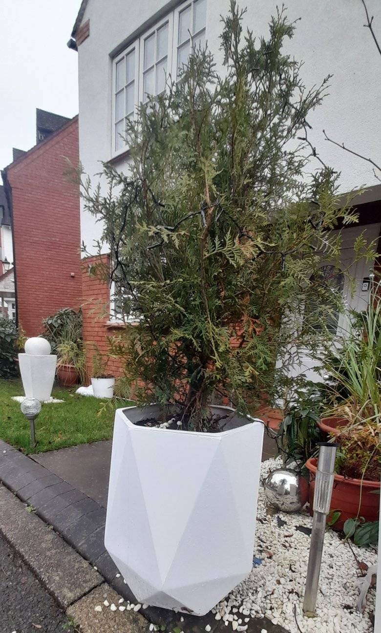 diamonific planter with tree inside of the pot