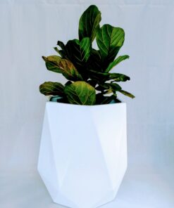 plant inside diamond shaped fiberglass planter