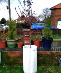 aristolle planter in garden with tree