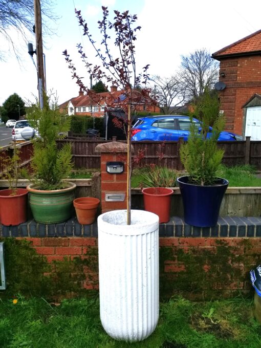 aristolle planter in garden with tree